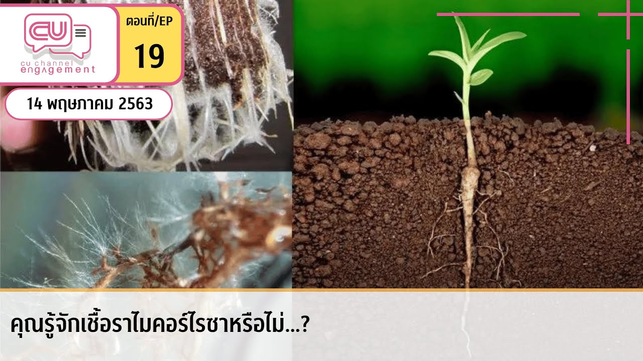 คุณรู้จักเชื้อราไมคอร์ไรซาหรือไม่…? | EP.19 | CU Channel Engagement