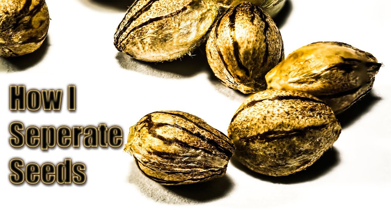 How To Separate Cannabis Seeds and collect your Kief - Big Dans Genetix