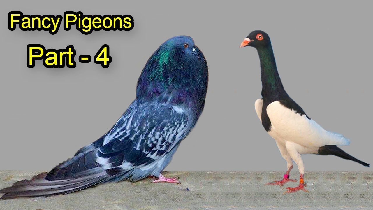 বিশ্বের সবচেয়ে সুন্দর 10টি ফেন্সি কবুতর | 10 Most Beautiful Fancy Pigeons In The World Part - 4