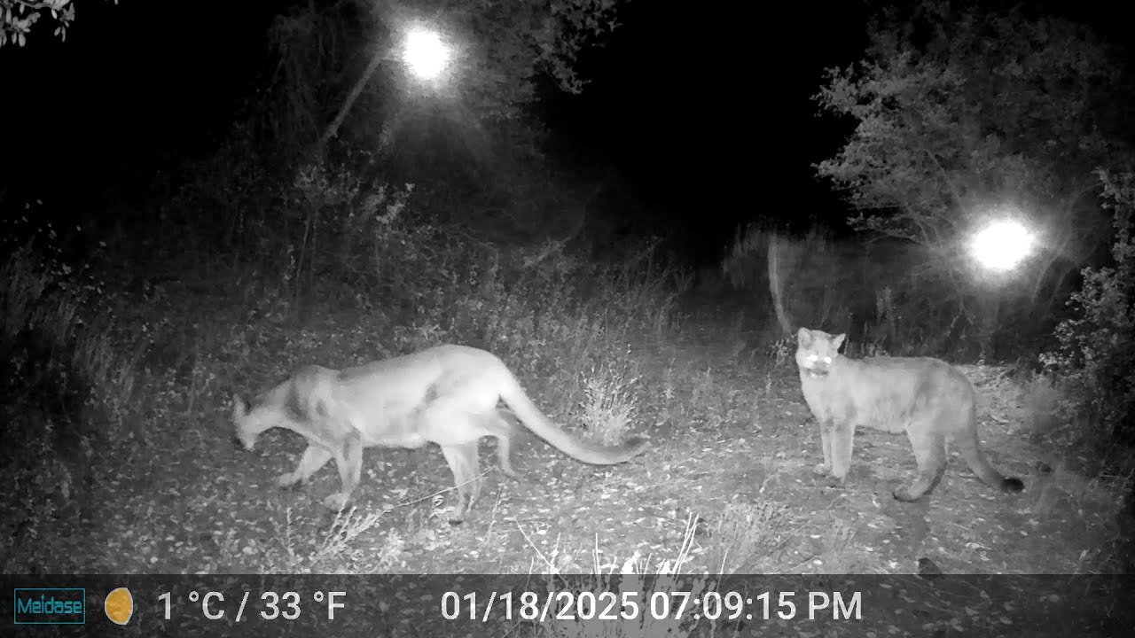 San Diego Wildlife Compilation -2025 (Mountain lions and more....)