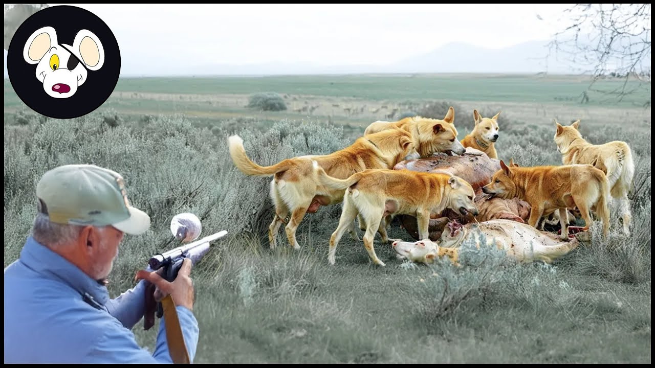 Amazing : How Australian Hunters Hunt Millions Of Dingoes That Attack Livestock | Wild Boar Hunting