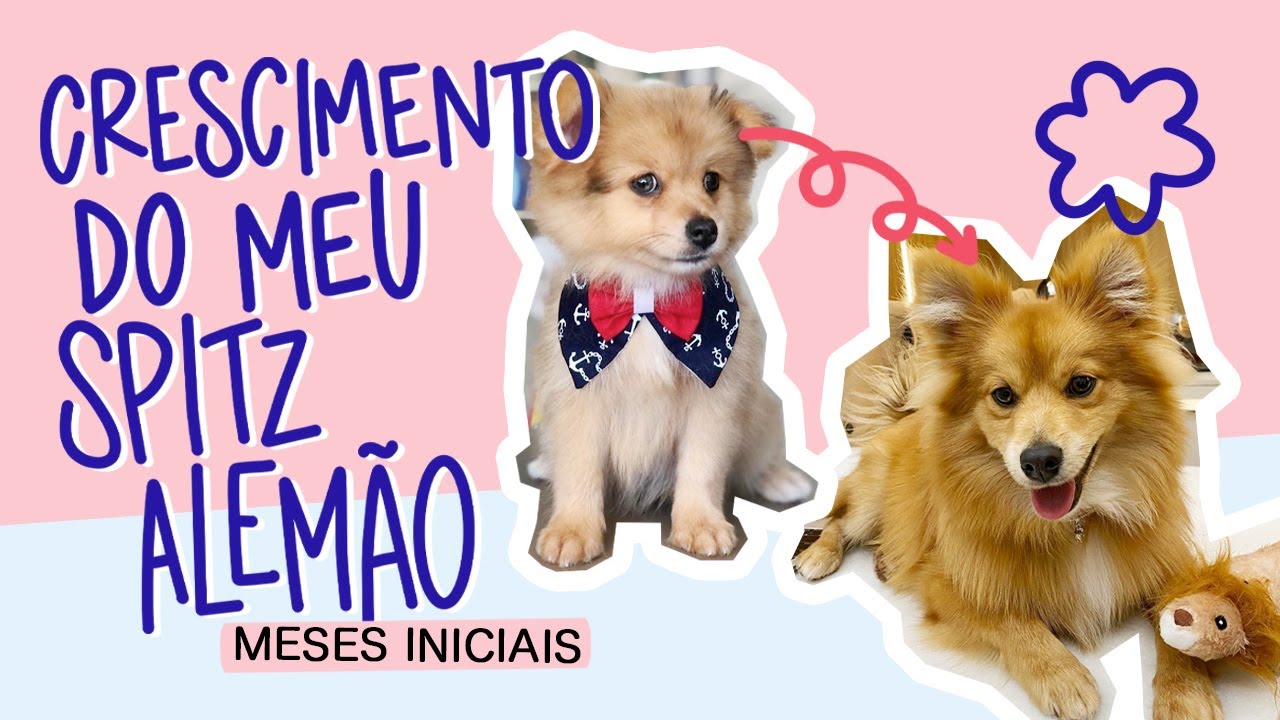 Filhote em casa | Crescimento do meu spitz alemão