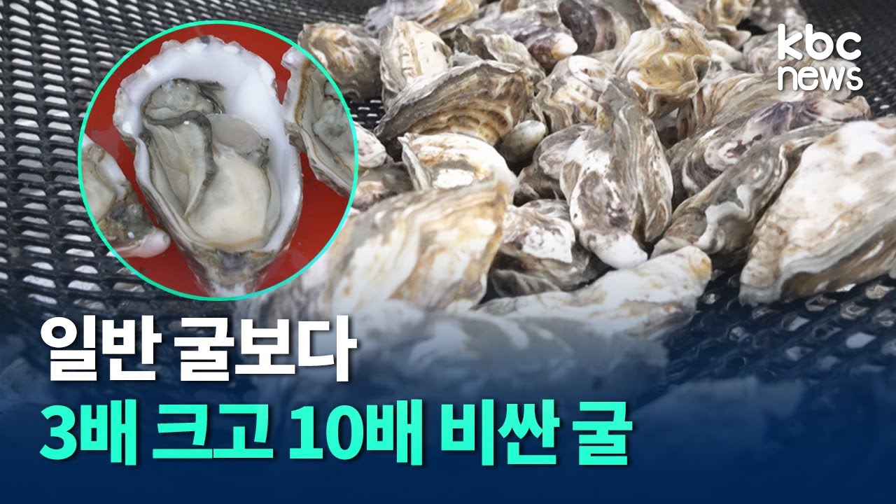 '3배 크고 10배 비싼' 신안 개체굴 어민소득 키운다 / kbc뉴스