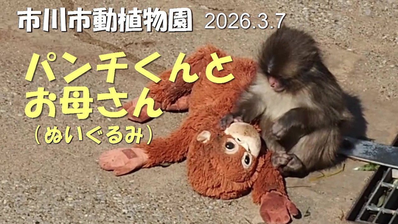 パンチ君とぬいぐるみお母さん　2026.3.7　#市川市動植物園