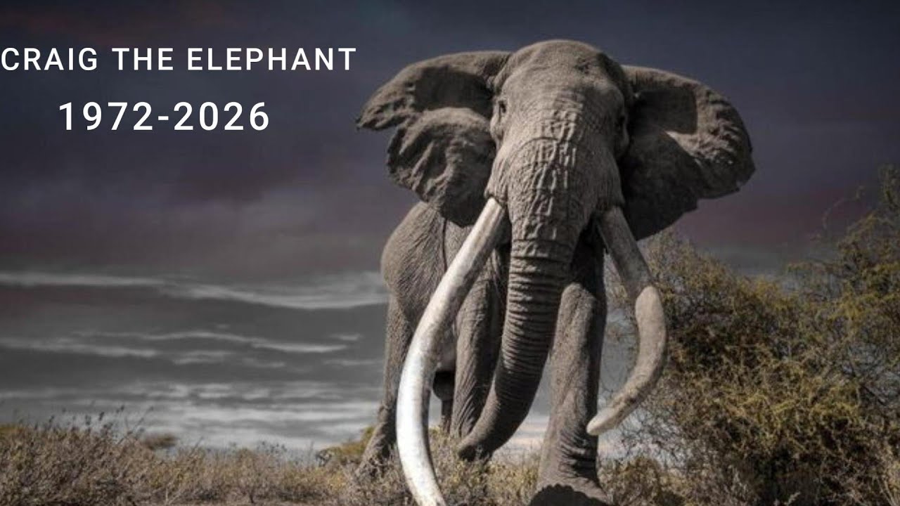 CRAIG: The Last Super Tusker of Amboseli (1972–2026) | A Living Monument