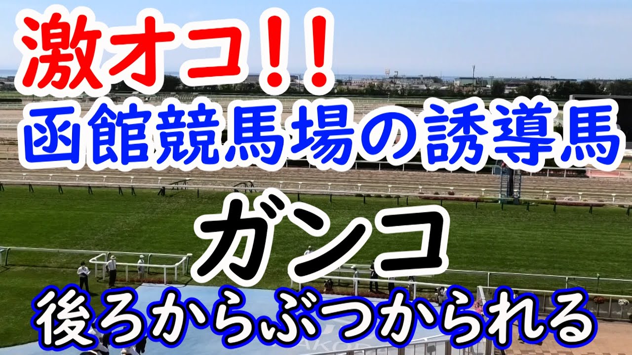 2021 函館競馬場の誘導馬 ガンコ 激怒る!! 現地映像