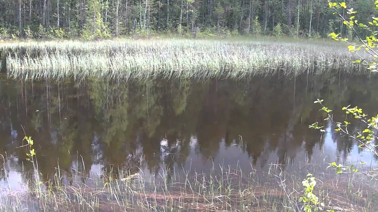 Big perch 2 / Suur ahven 2