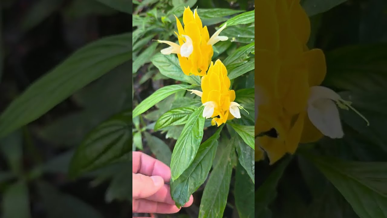 LONGWOOD Gardens Conservatory Tour Part 1