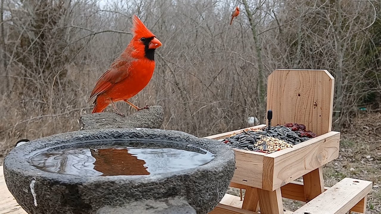 Lots of amazing birds must watch video!
