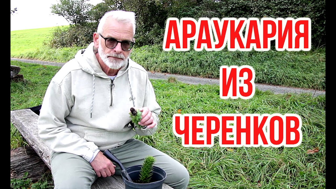Раскрываю секреты укоренения Араукарии чилийской /  Игорь Билевич