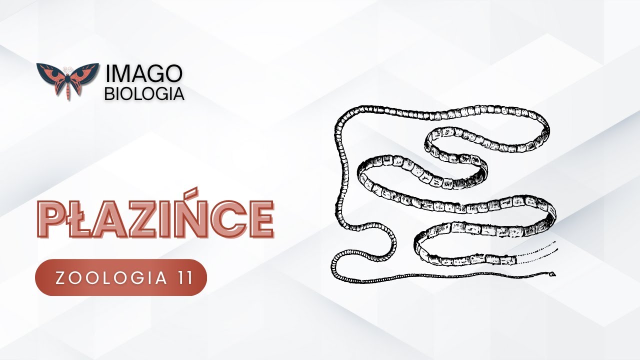 Płazińce