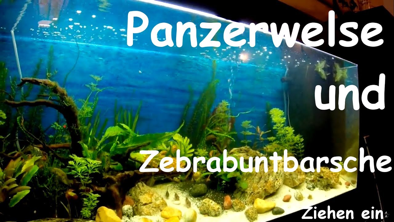 Zebrabuntbarsch und Panzerwelse ziehen ein!!!