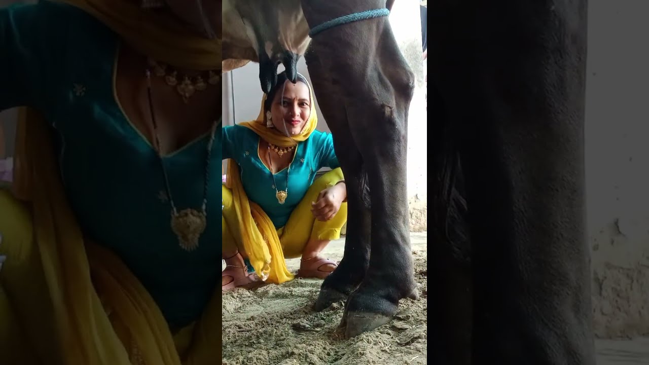🐄 cow milking vlog#tannuyadav 