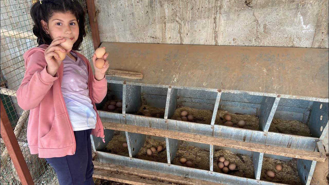 Folluk YUMURTA Toplama ELİF ile~63 🥚 1 Bıldırcın~Ataks,Lohman Ve Tindet aynı anda bahçede