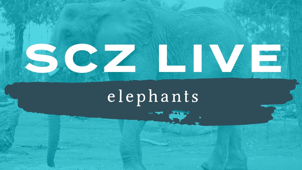 SCZ LIVE | Elephants