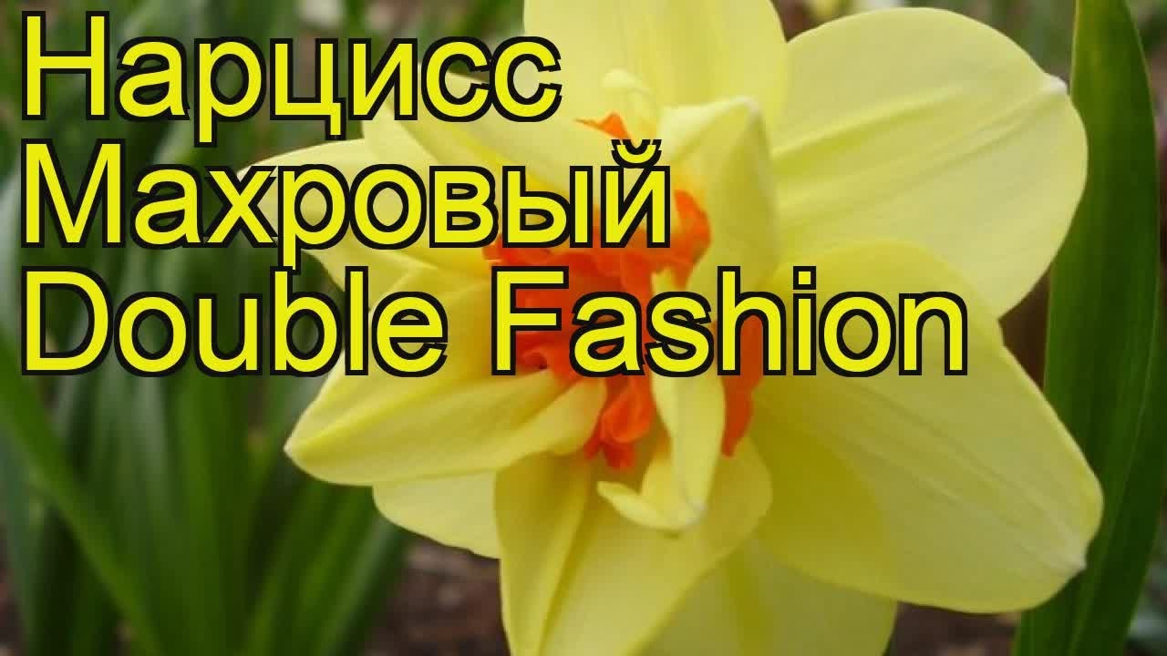 Нарцисс махровый Дабл Фешн. Краткий обзор, описание характеристик Double Fashion
