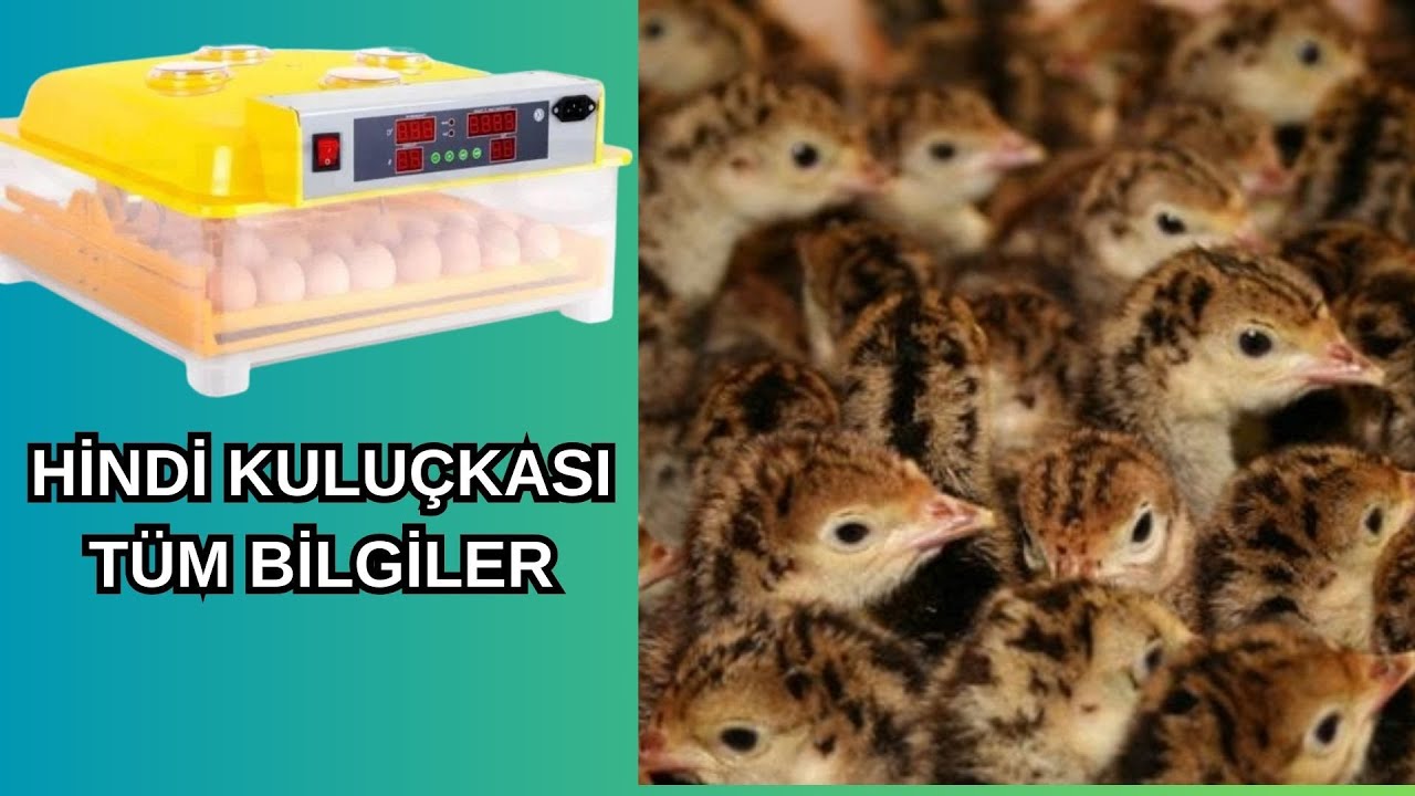 Hindi Kulu&ccedil;ka P&uuml;f Noktaları || T&uuml;m Bilmeniz Gerekenler || 28 G&uuml;nl&uuml;k S&uuml;re&ccedil;