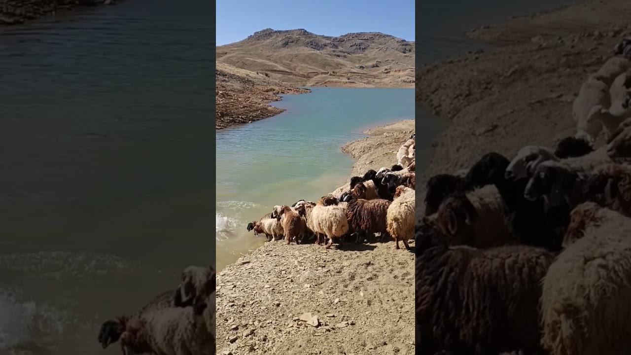 Koyun yuma (yıkamak). Barcın Yaylası, Sarıveliler/Karaman.    #trt #trtbelgesel #yörük #toroslar