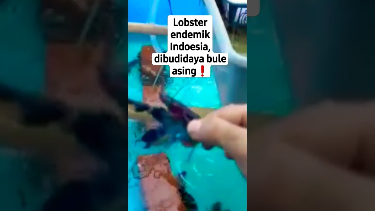 Dimana pembudidaya lobster pribumi❗#gemmafarm #budidayalobster #lobsterairtawar #lobsterpapua #ikan