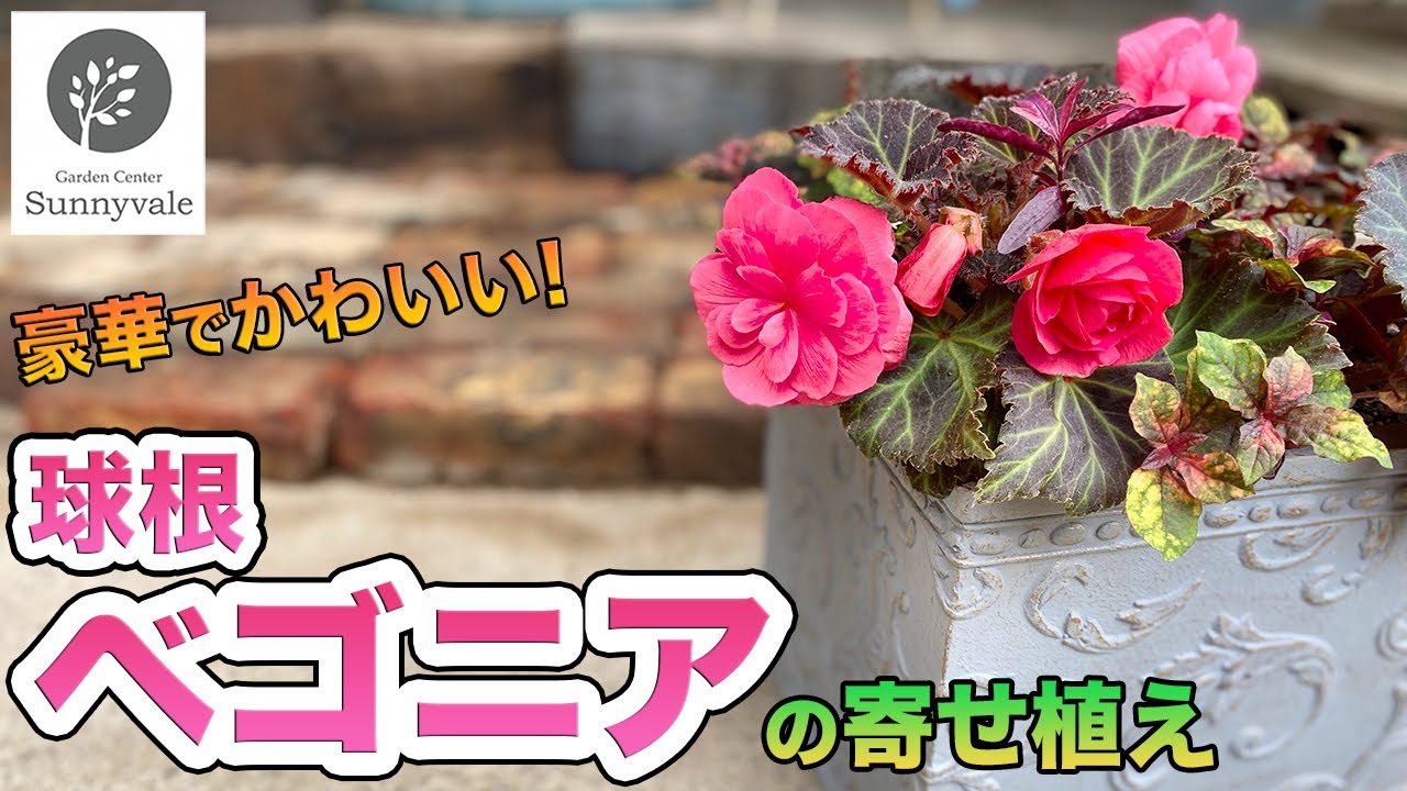 【秋の寄せ植え】ベゴニアで作る豪華な寄せ植え　#54