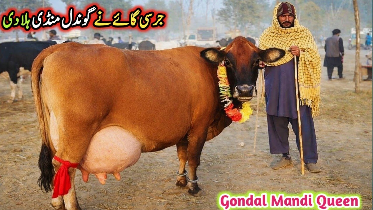 Gondal Mandi latest update10Jan 2025!Top Quality Heighest Milking jersey cow!imported cow Fresh Rate