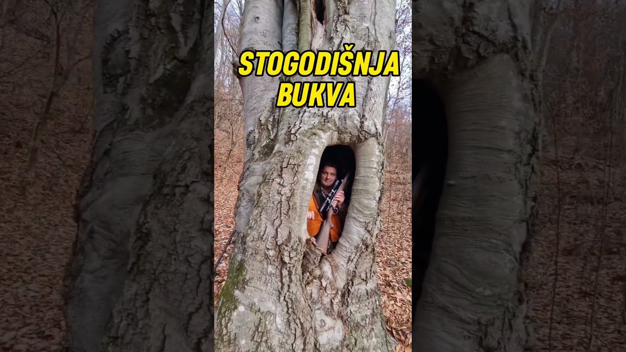Miroč planina ČUDO