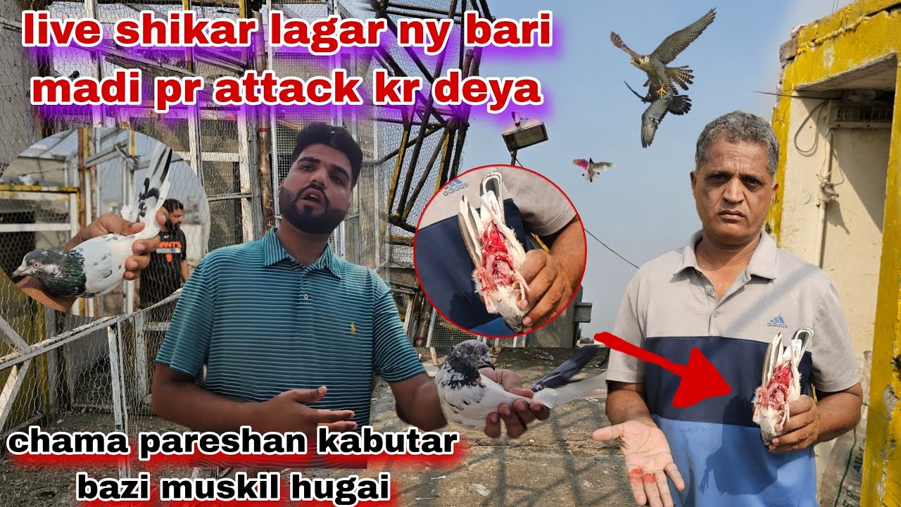 Chachu papay wali madi ko lagar ny live attack kar deya🥹big lose chama pareshan hogay