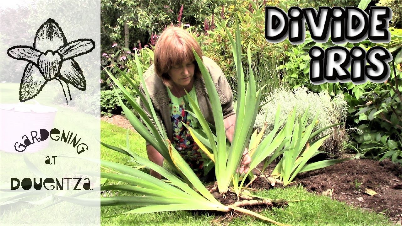 How to Divide & Replant Irises