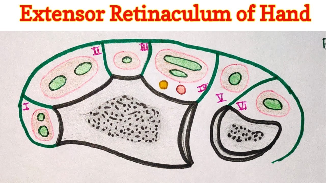 Extensor Retinaculum of Hand
