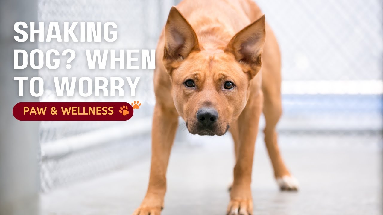 Why Is My Dog Shaking? 🐾