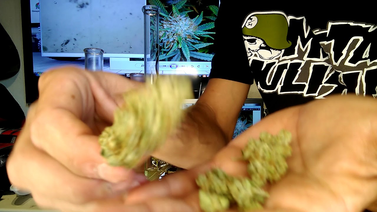 Shadows weed review 