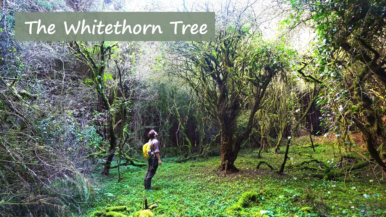 Dark Tales | Irish Folklore | The Whitethorn Tree (Christmas Special)