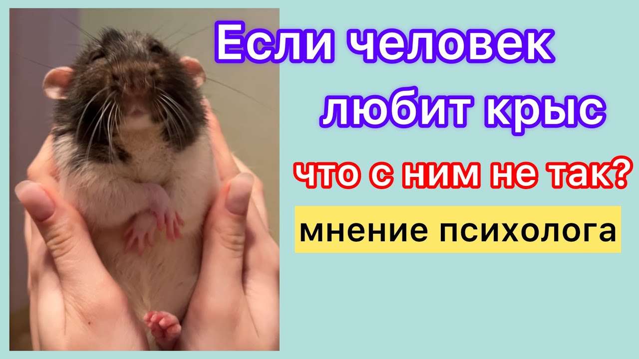 О чем говорит любовь и ненависть к крысам?! Мнение психолога. #rat #крысы #любовьккрысам