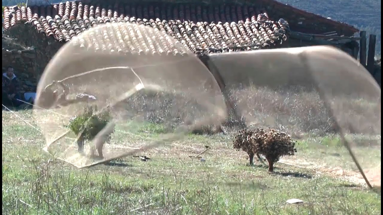 TRAPPING Flying BIRDS with a Folding NET
