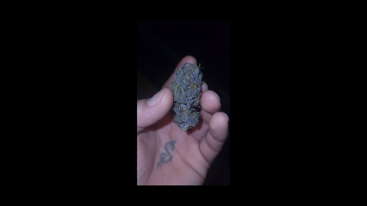 #420 Top autoflower Strains 2023 |Strain Review| #its420somewhere