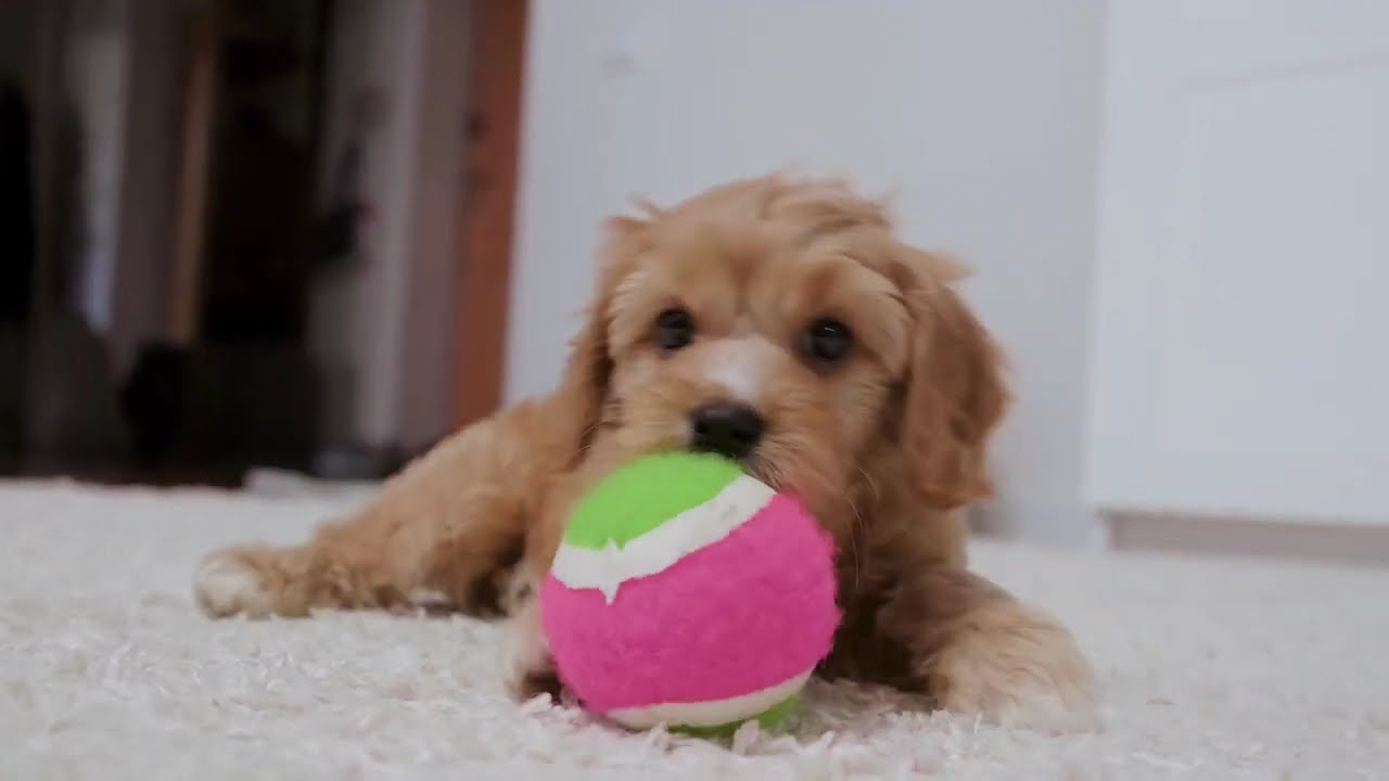 Top 5 Dog Breeds Aussies Love in 2025!