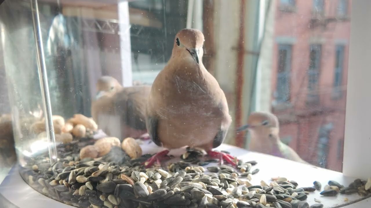 Why I Banned Bird Seed from My Window 🚫🕊️