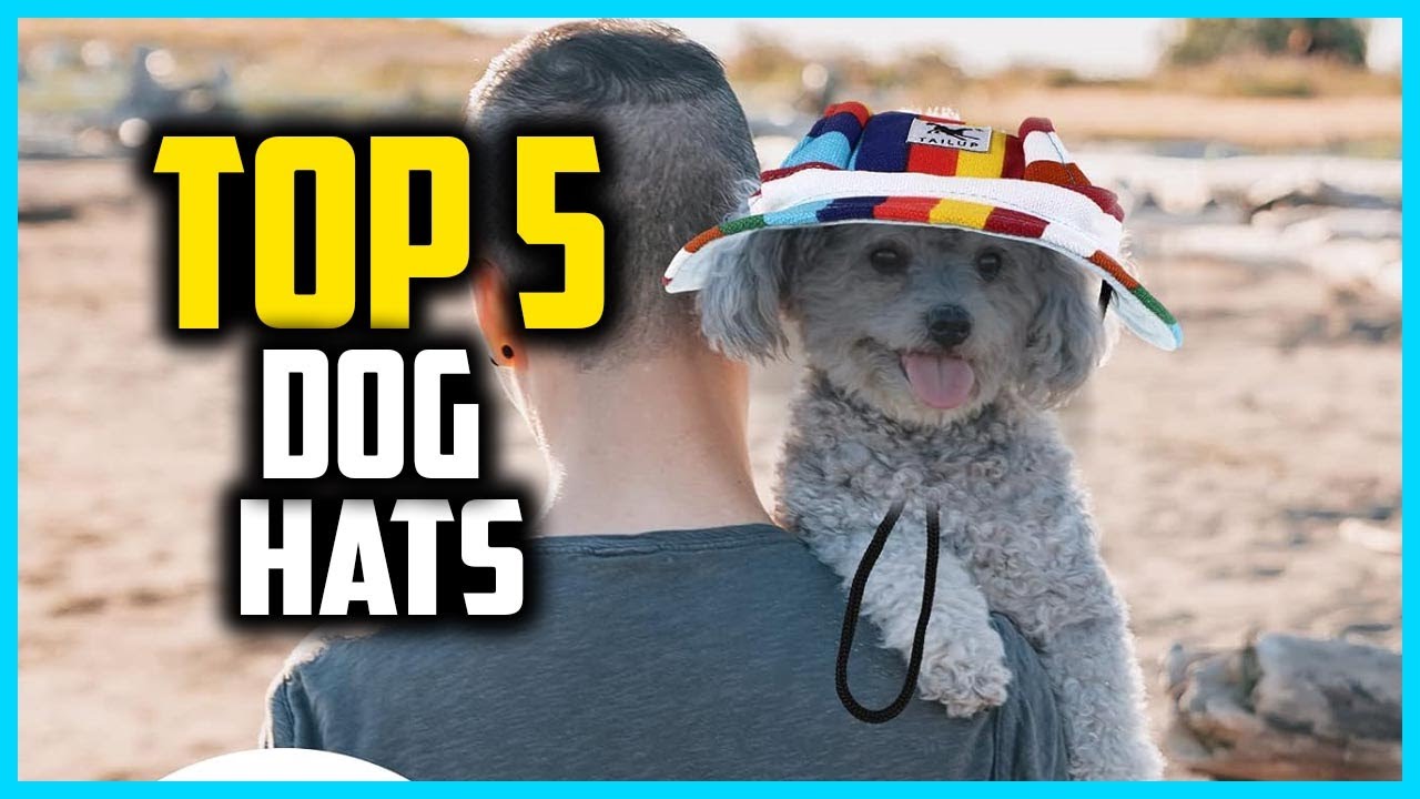 ✅Top 5 Best Dog Hats in 2025