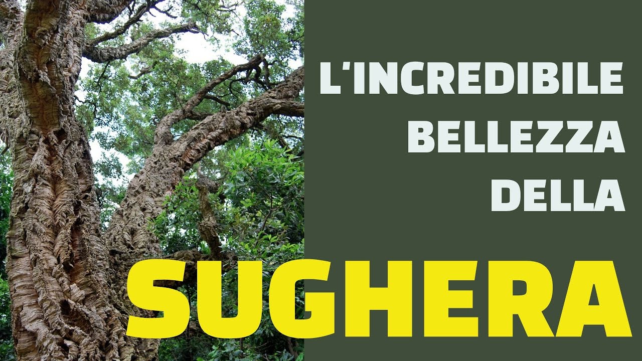 L'incredibile bellezza della SUGHERA