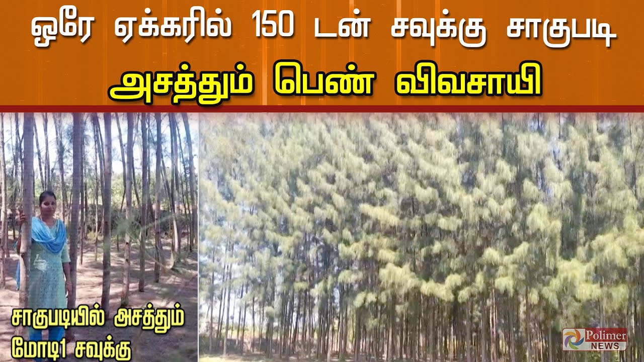 ஒரே ஏக்கரில் 150 டன் மோடி1 சவுக்கு சாகுபடி.. அசத்தும் பெண் விவசாயி | farming |women entrepreneurs