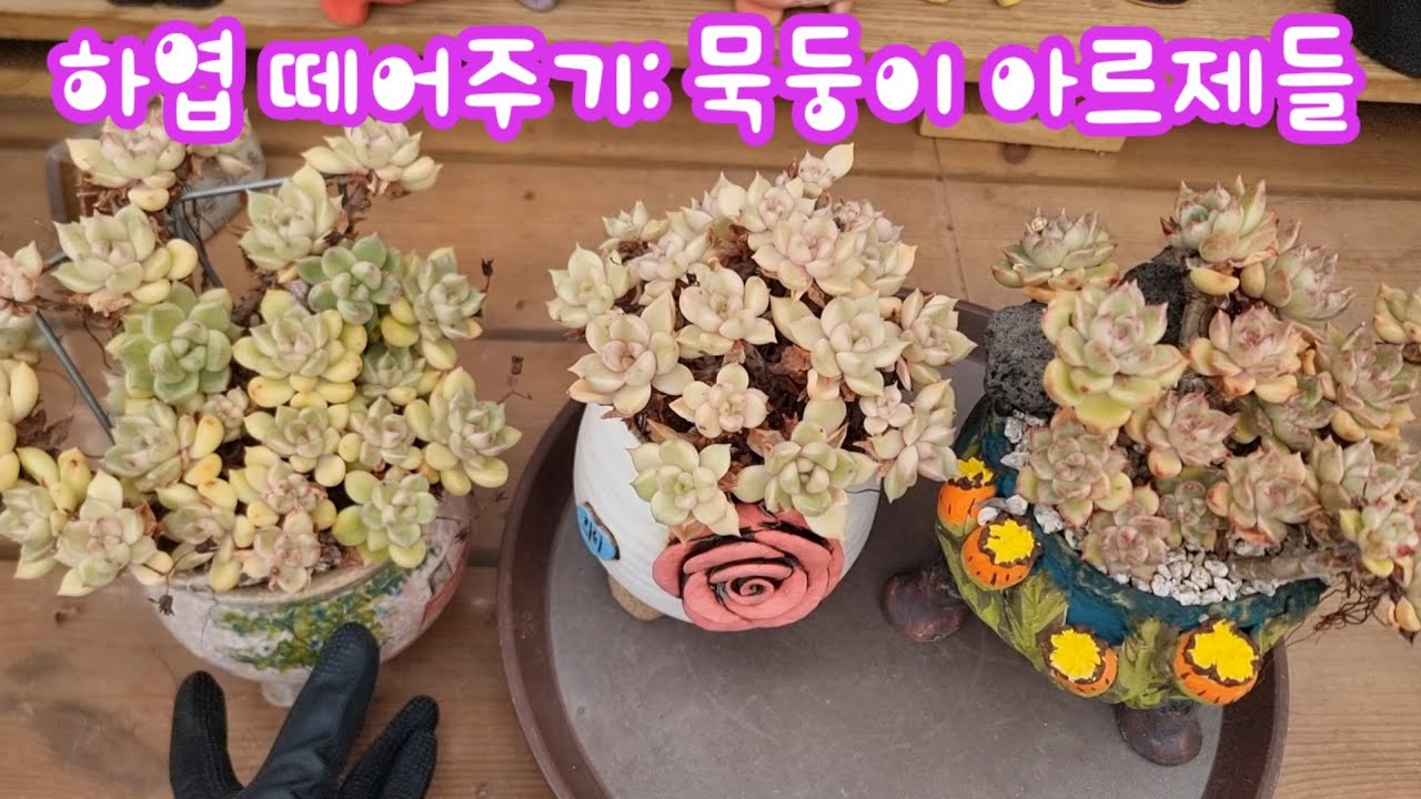 26.3.14 🌹하엽떼어주기: 묵둥이 아르제들🌹 #succulent #다육식물 #러블리로즈다육tv #키핑장 
