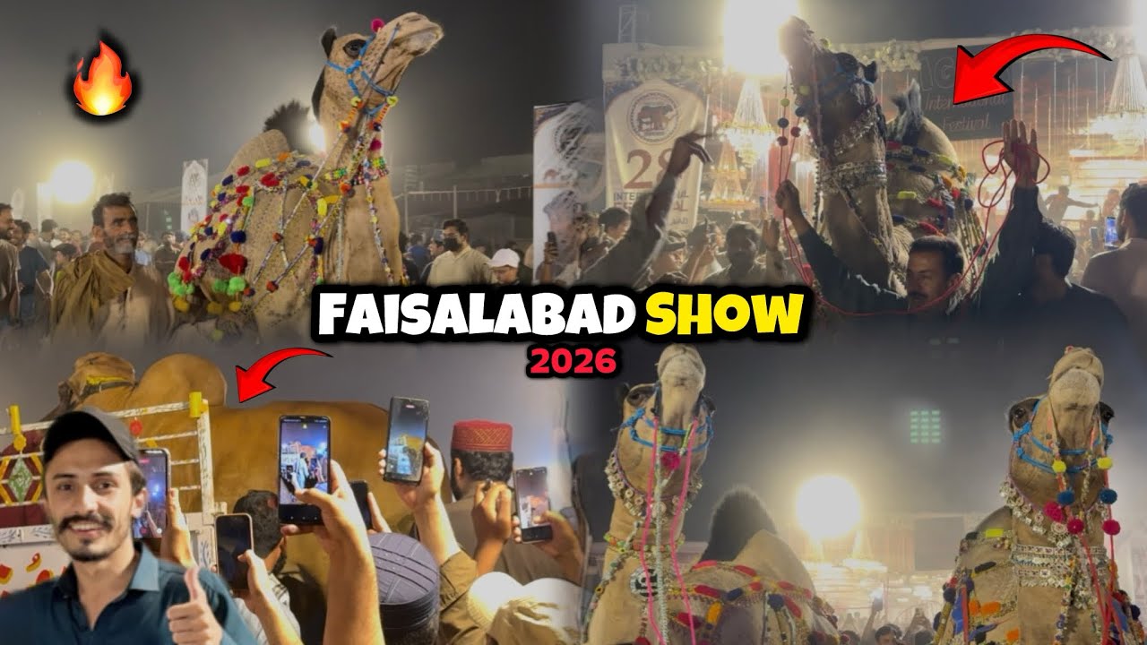 International Festival Faisalabad 2026 🔥| Konsa Camel Win Hua ?
