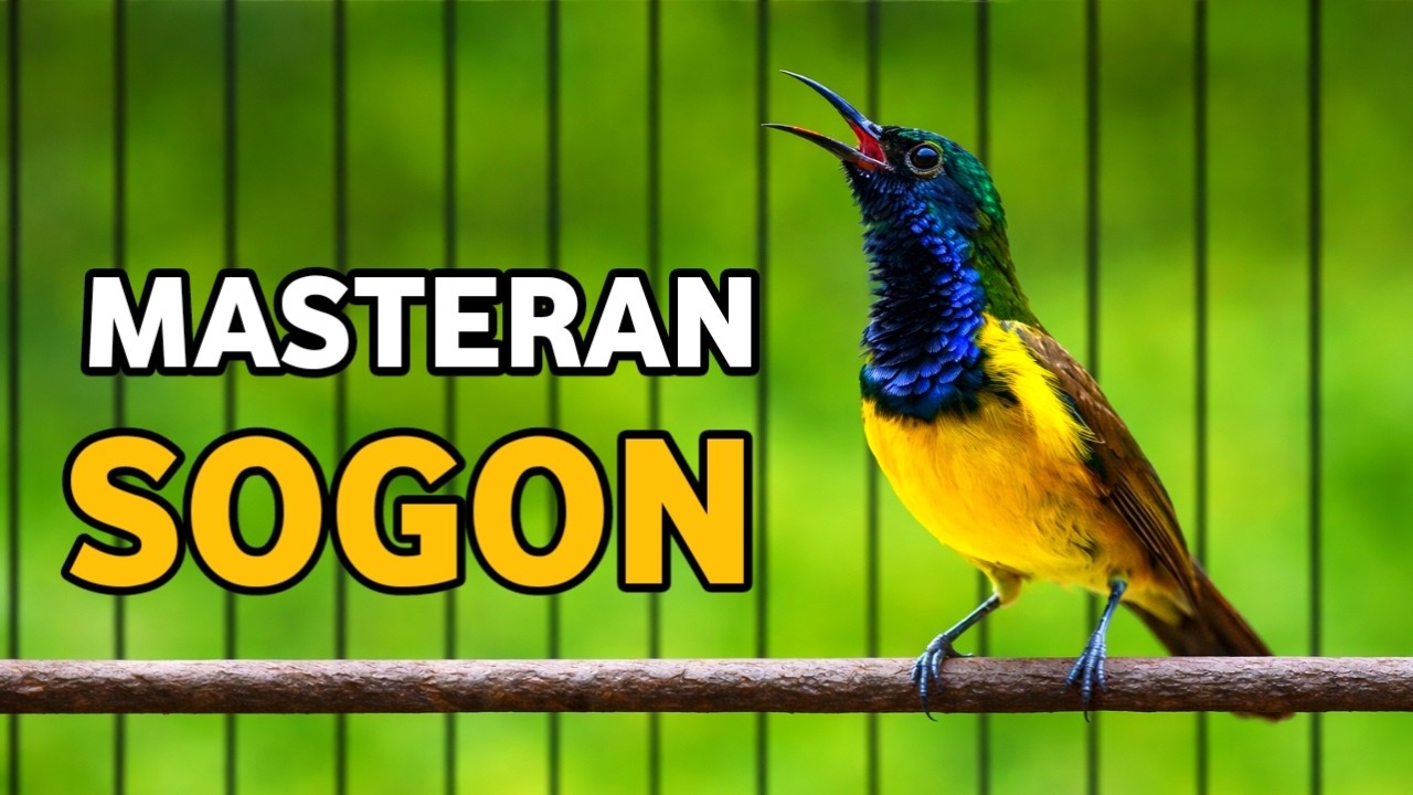 MASTERAN SOGON, MASTERAN SOGOK ONTONG, SOGON GACOR NEMBAK NGLEPER