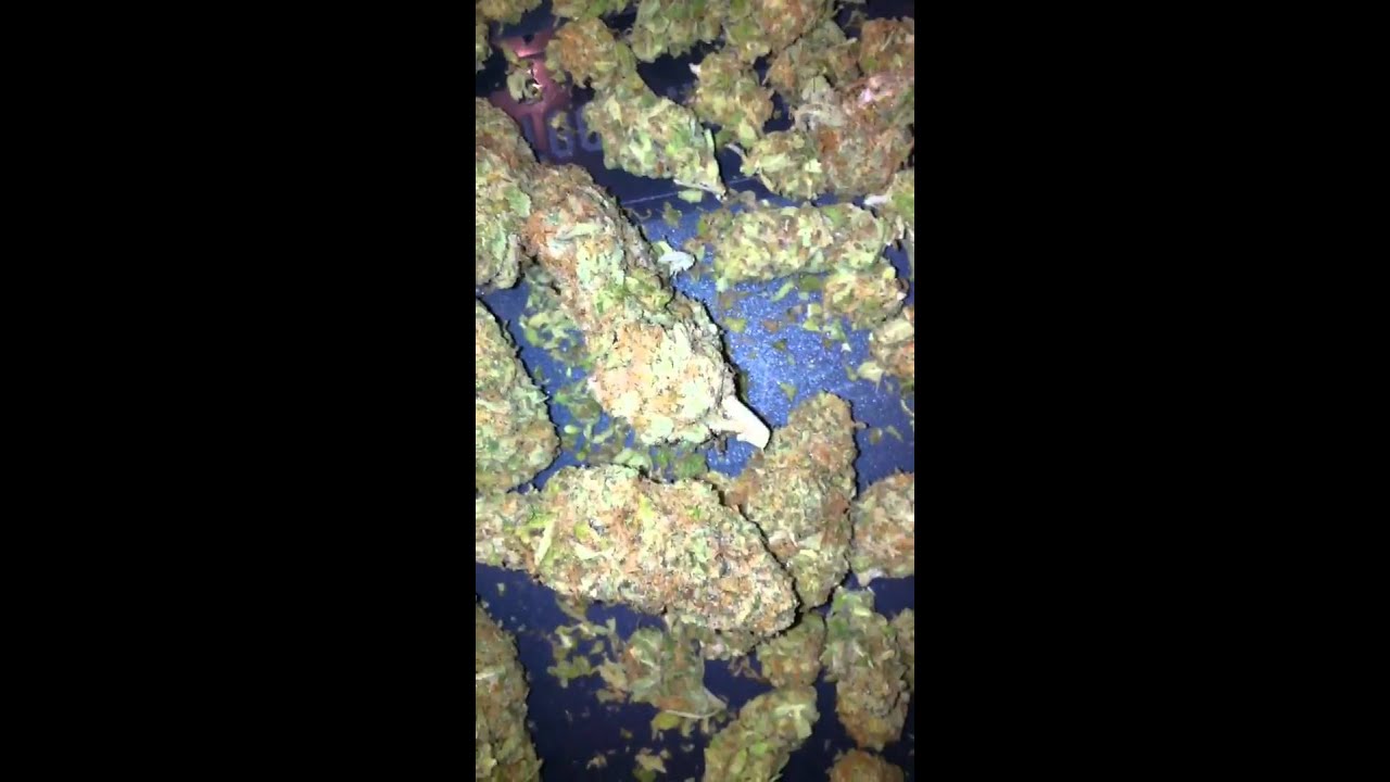 Dank Weed - Unknown Strain
