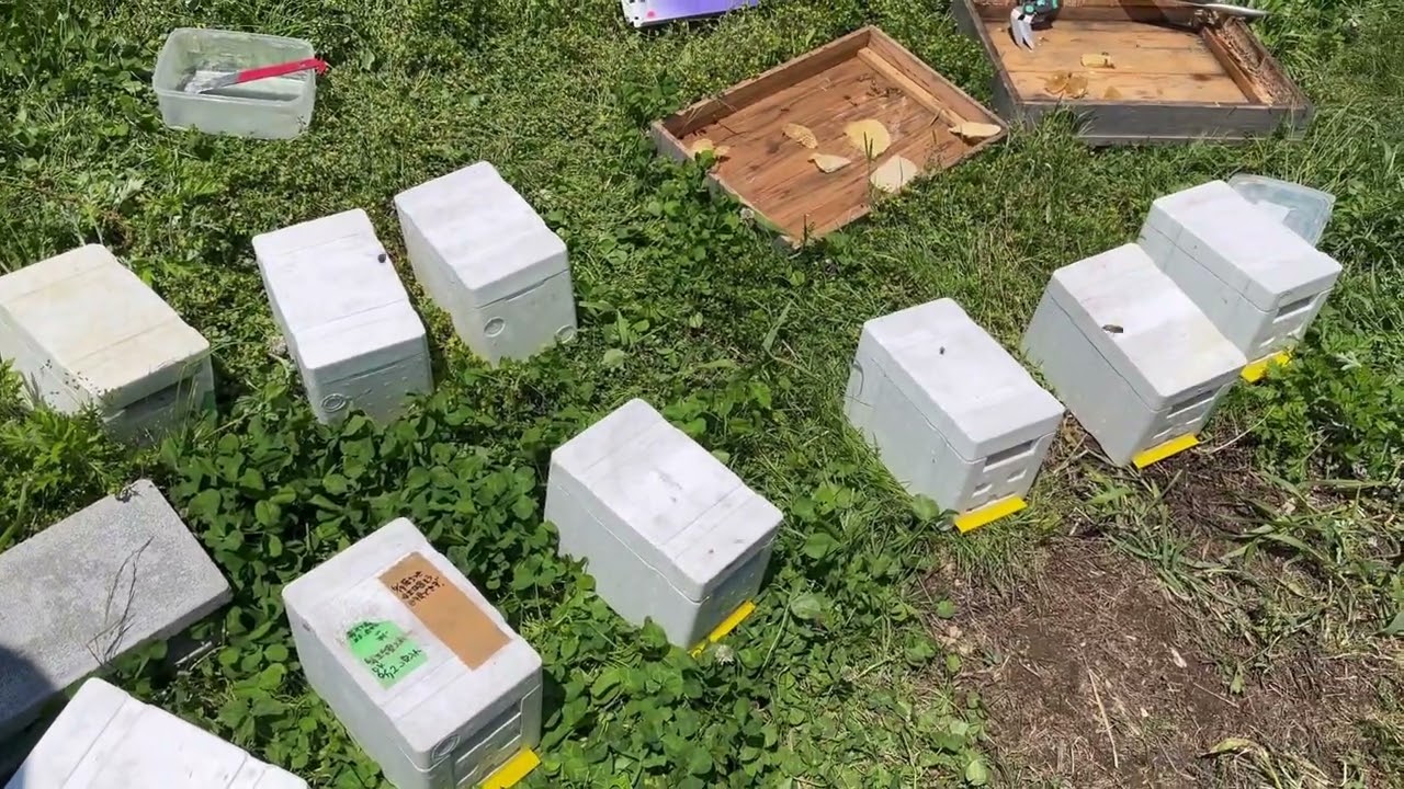 交尾箱を使った女王蜂の作成 その2 Raising queen bees using a mini nuc box in May.