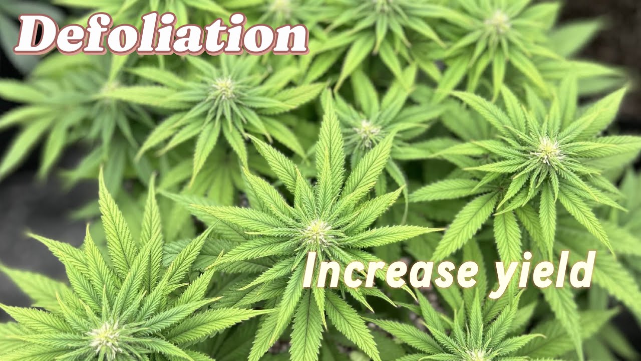 How to defoliate to increase buds and yield!