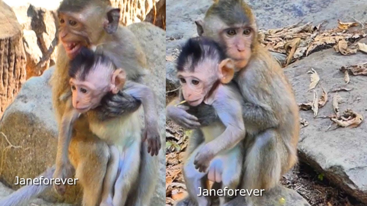 Unbelievable lil monkey stealing tiny baby so scary worrying too heavy