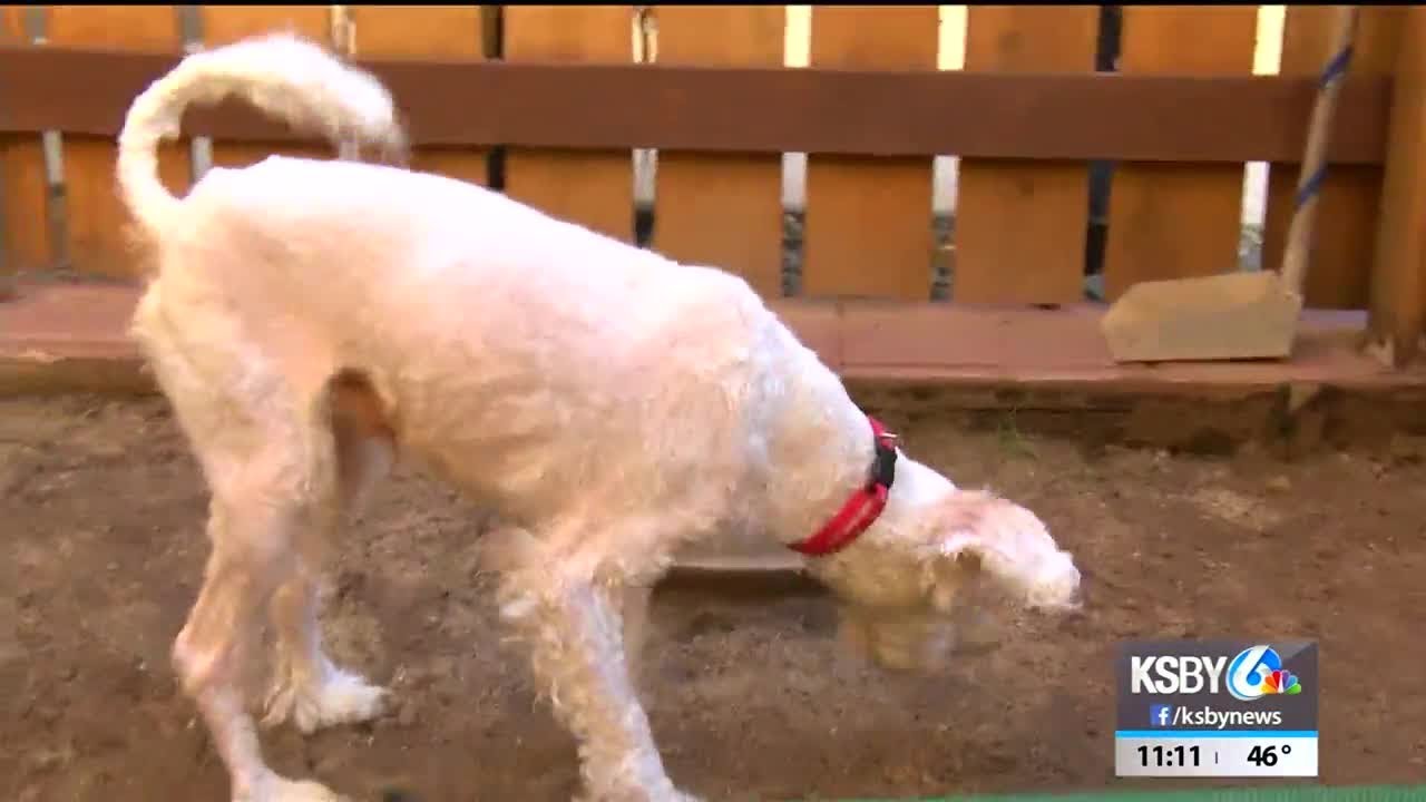 Animal shelters seek foster homes for Santa's Slumber Party