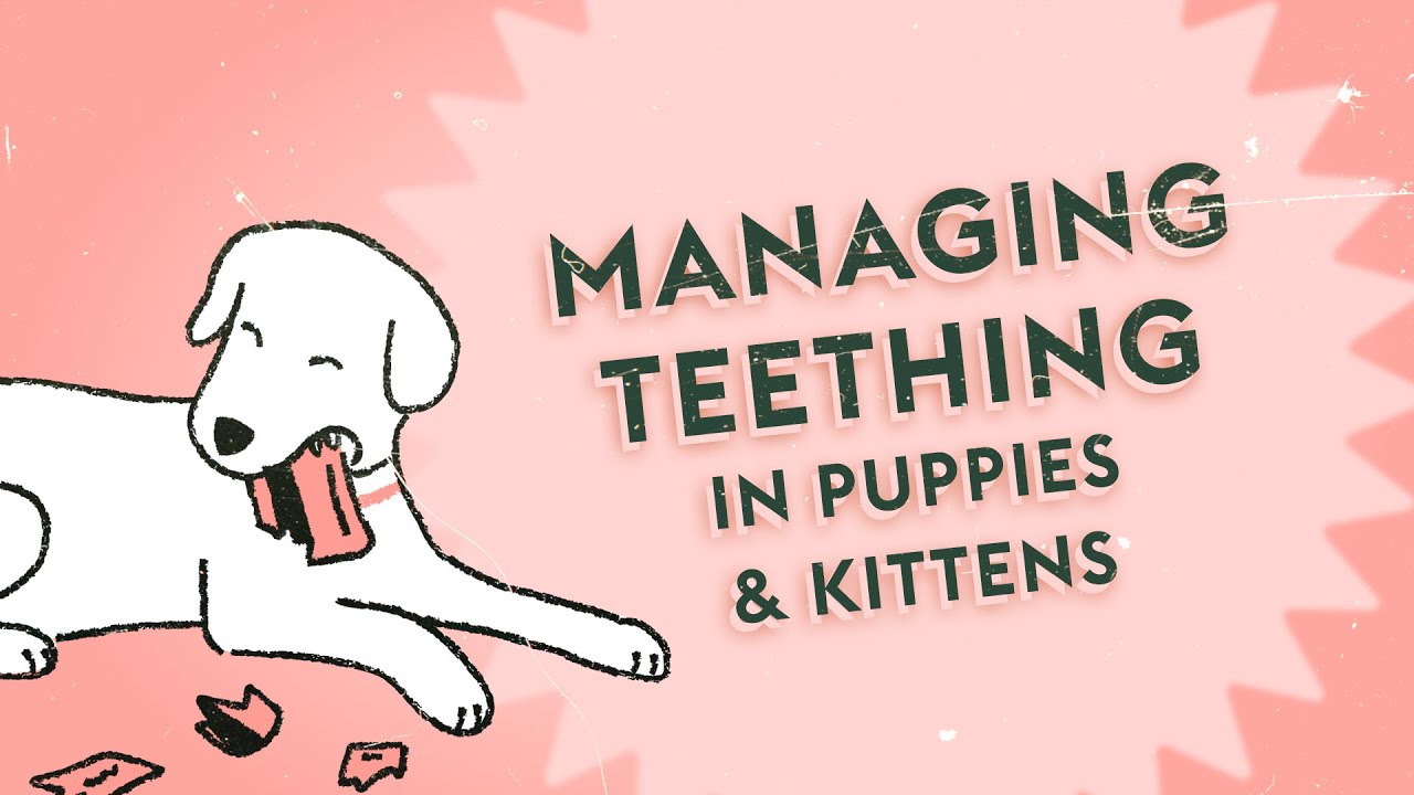 Understanding Puppy & Kitten Teething &middot; Vet Tips