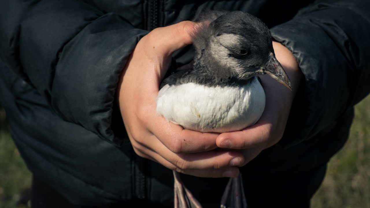 Puffin Rescue in Heimaey - Iceland 2021 4K